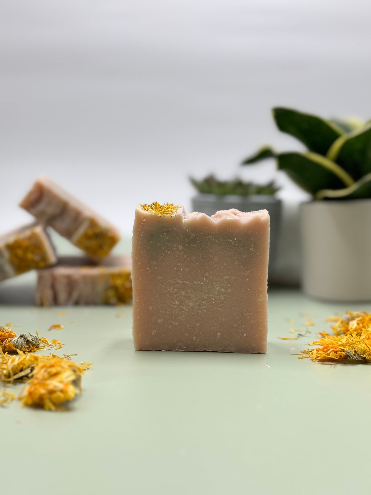 Tea Tree Paradise